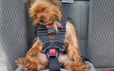 The Perks of Using a Pet Taxi Service | Safe Transport for Your Furry Friend