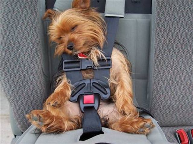 pet taxi