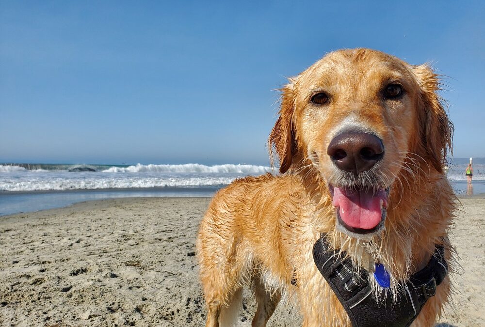 12 Dog Friendly Beaches on the East Coast