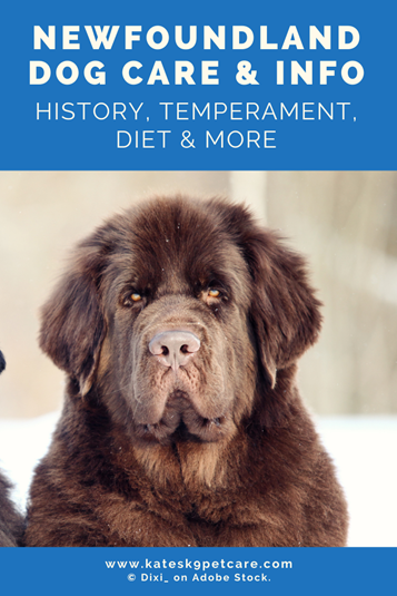 Newfoundland Dog Breed | Care & Info