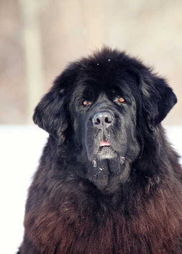 Black Newfoundland dog.