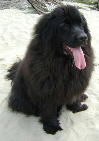 Black Newfoundland, a giant dog breed.