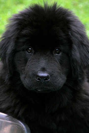 Black Newfoundland dog puppy.