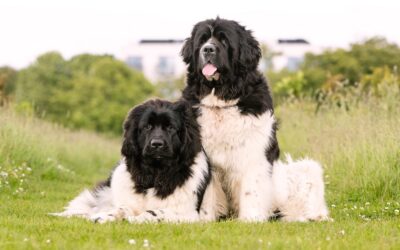 Newfoundland Dog Breed | Care & Info