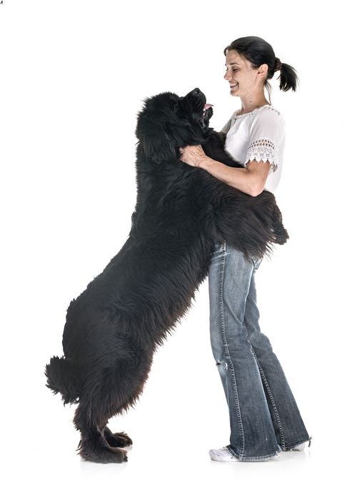 Newfoundland dog leaning up against adult woman to show size.