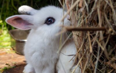 Blanc de Hotot Rabbit Care & Info