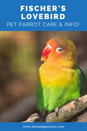 Fischer's lovebird | Agapornis fischeri care & info