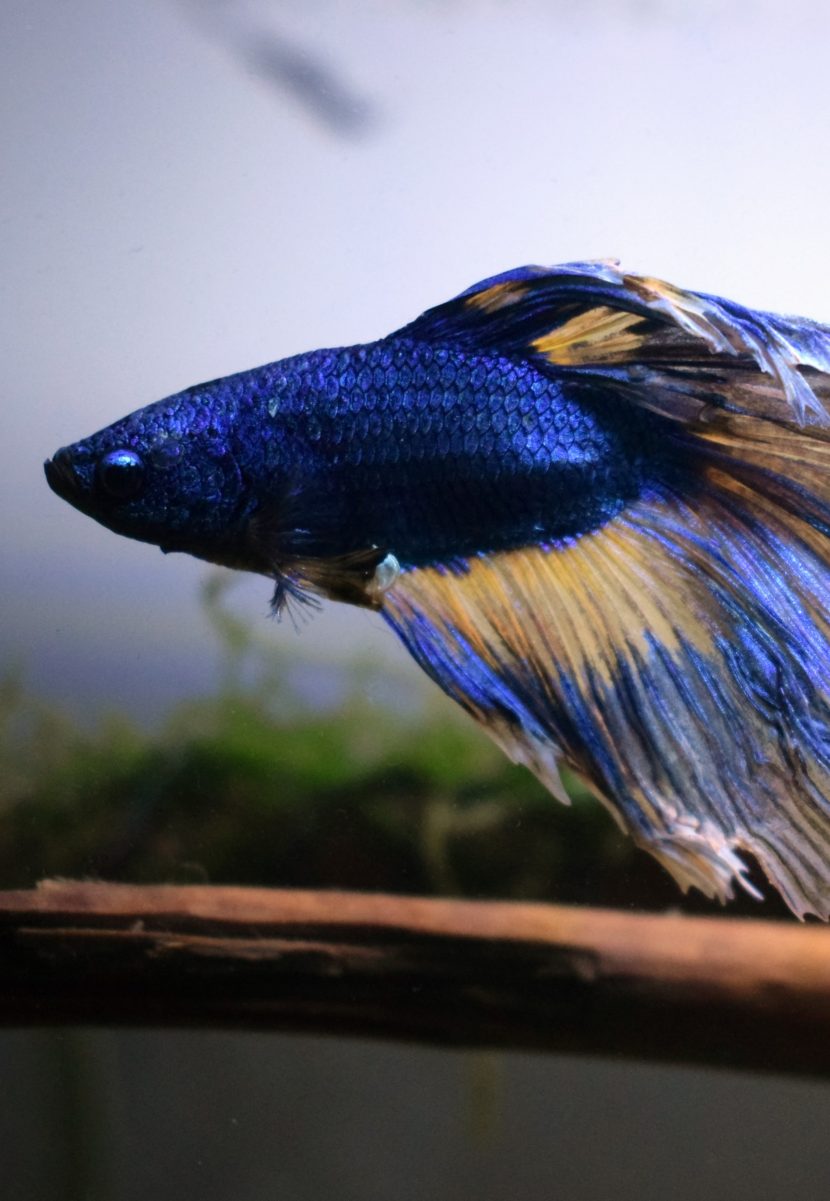 What is the lifespan of a Betta fish? Kate's K9 Pet Care