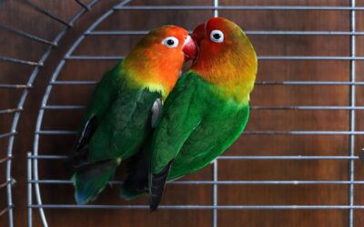 Fischer’s lovebird | Agapornis fischeri care & info