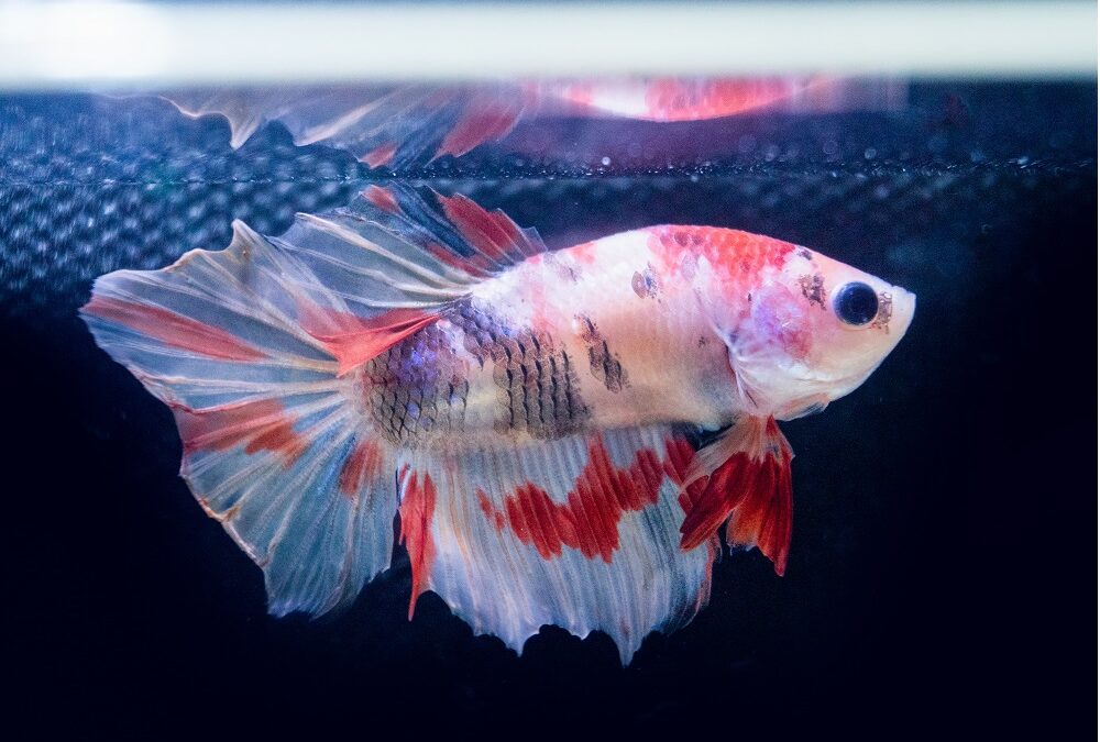 What is the lifespan of a Betta fish?