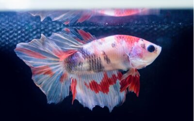 What is the lifespan of a Betta fish?