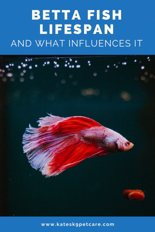 What is the lifespan of a Betta fish? Kate's K9 Pet Care