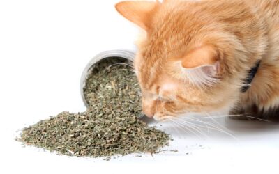 What does catnip do for a cat?