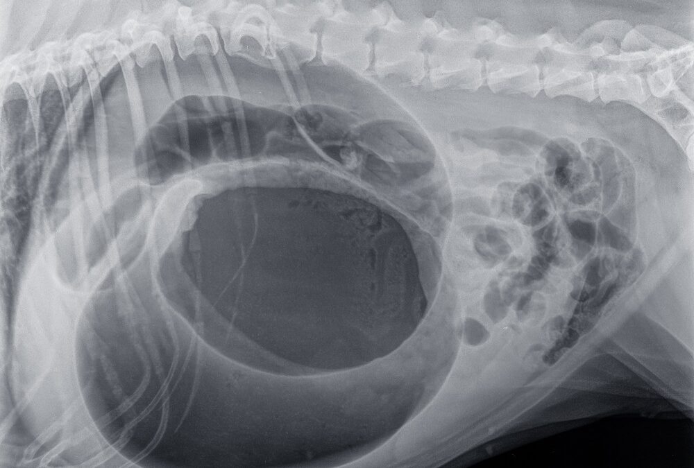 Bloat in dogs: Symptoms, causes & what you should do