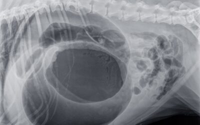 Bloat in dogs: Symptoms, causes & what you should do