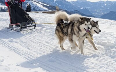 Malamute vs Husky | Which is the dog for you?