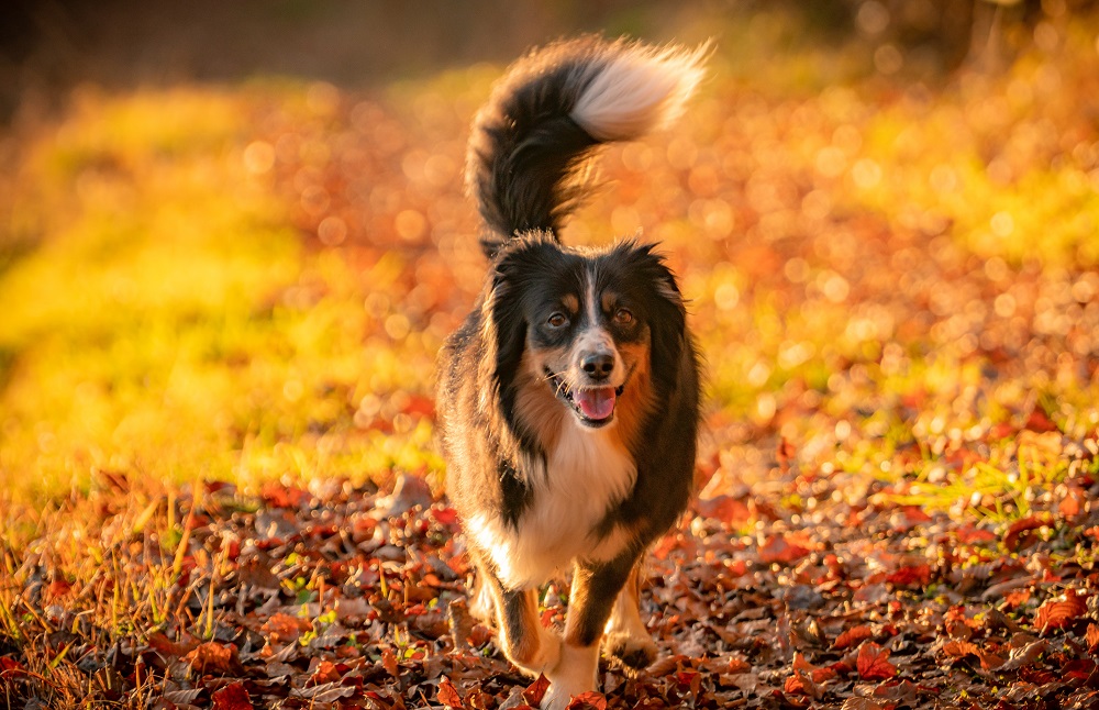 dog walking in the park