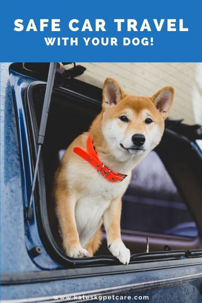 9 Dog travel tips | Traveling with a dog in a car