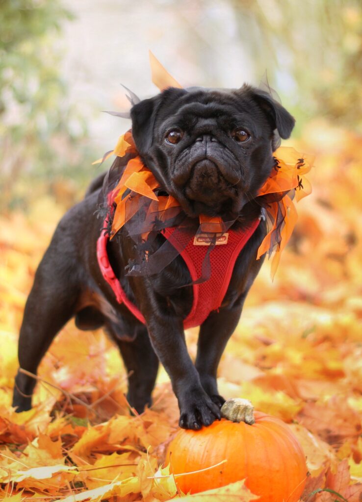 Black pug dog among fall leaves.