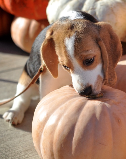 Beagle puppy playing with a pumpkin.