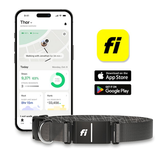app collar grey