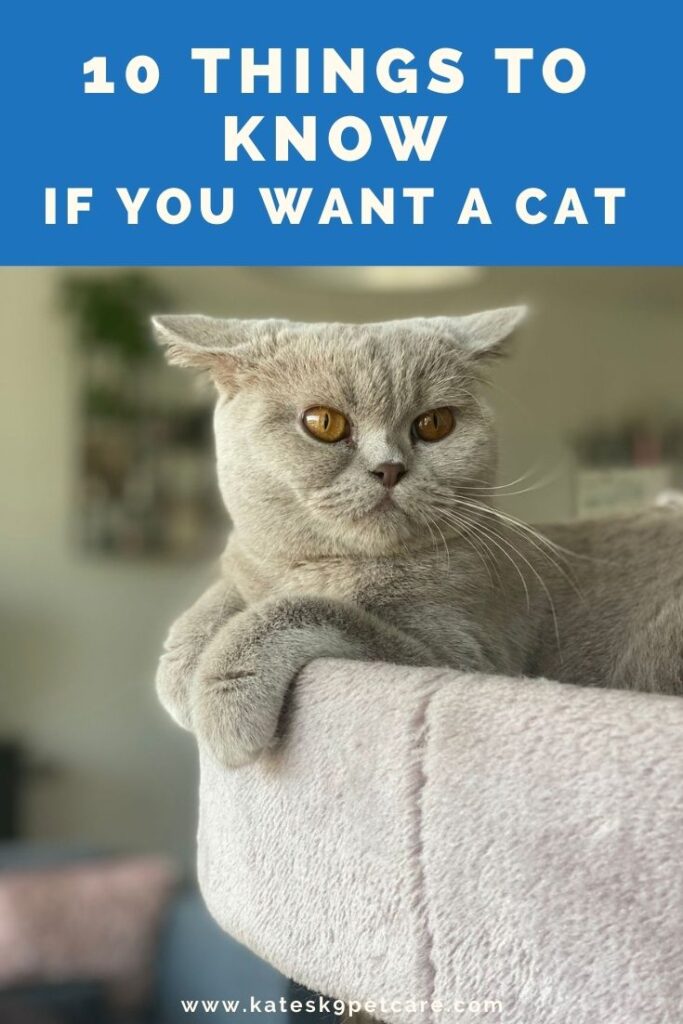 9 things to know before getting a cat