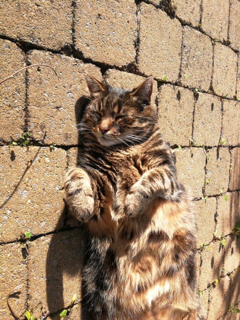 Sleepy tabby cat in the sun.