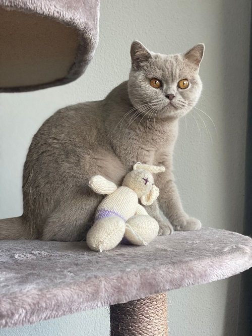 Orange eyed British shorthair cat on cat tower.