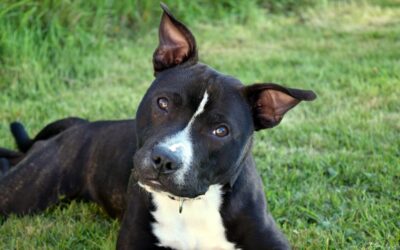Pitbull vs. Staffordshire terrier