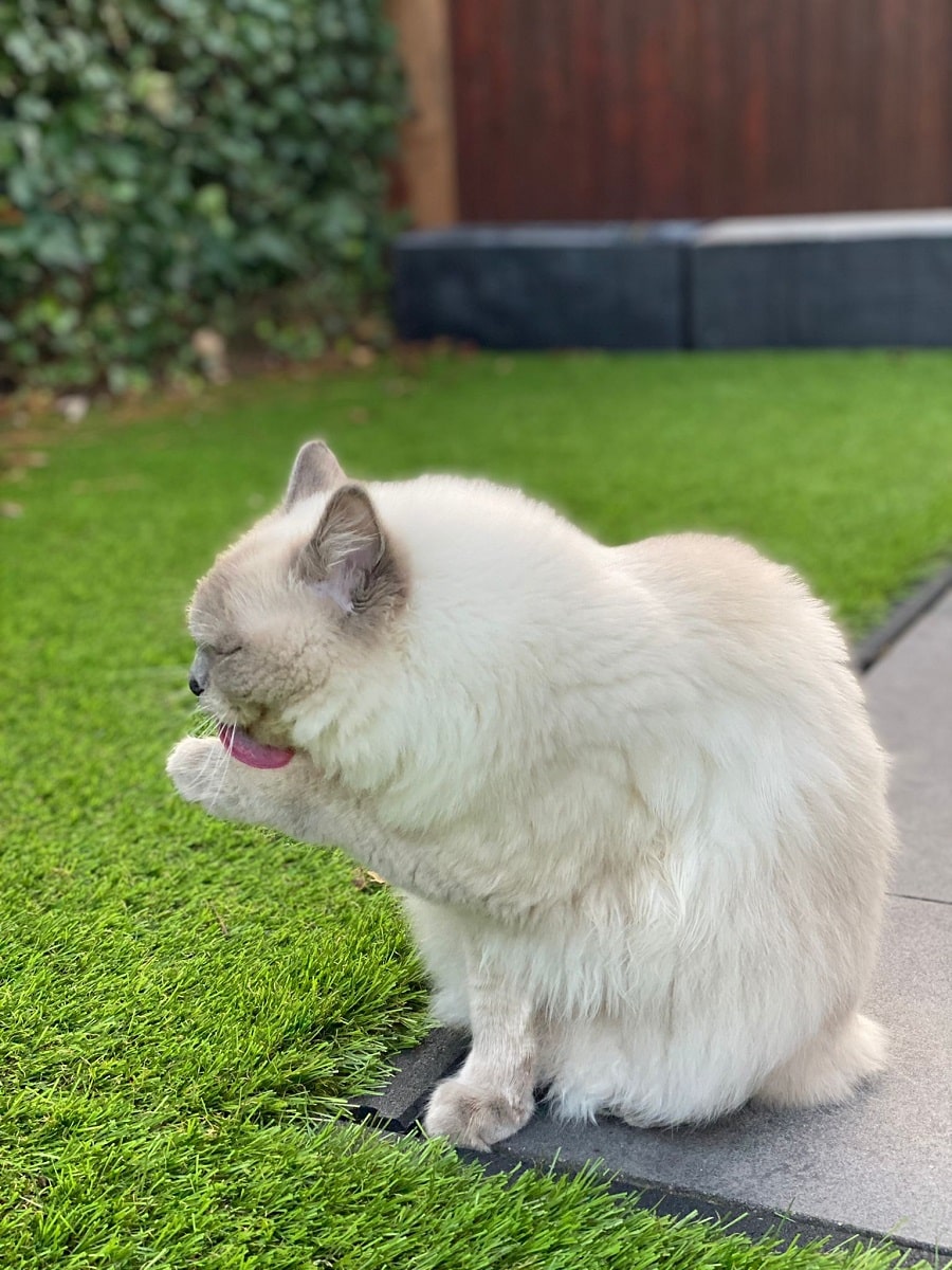 Ragdoll cat grooming itself in garden