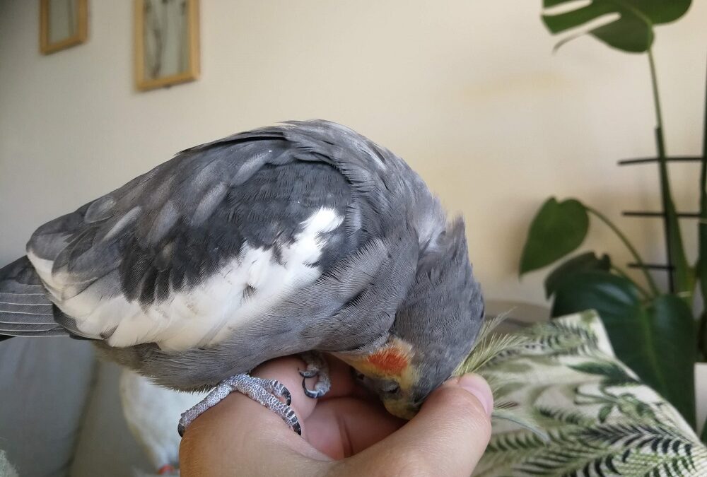 How to tame a Cockatiel