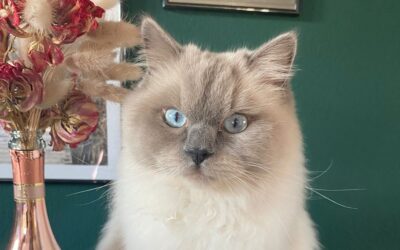 9 things to know before getting a cat
