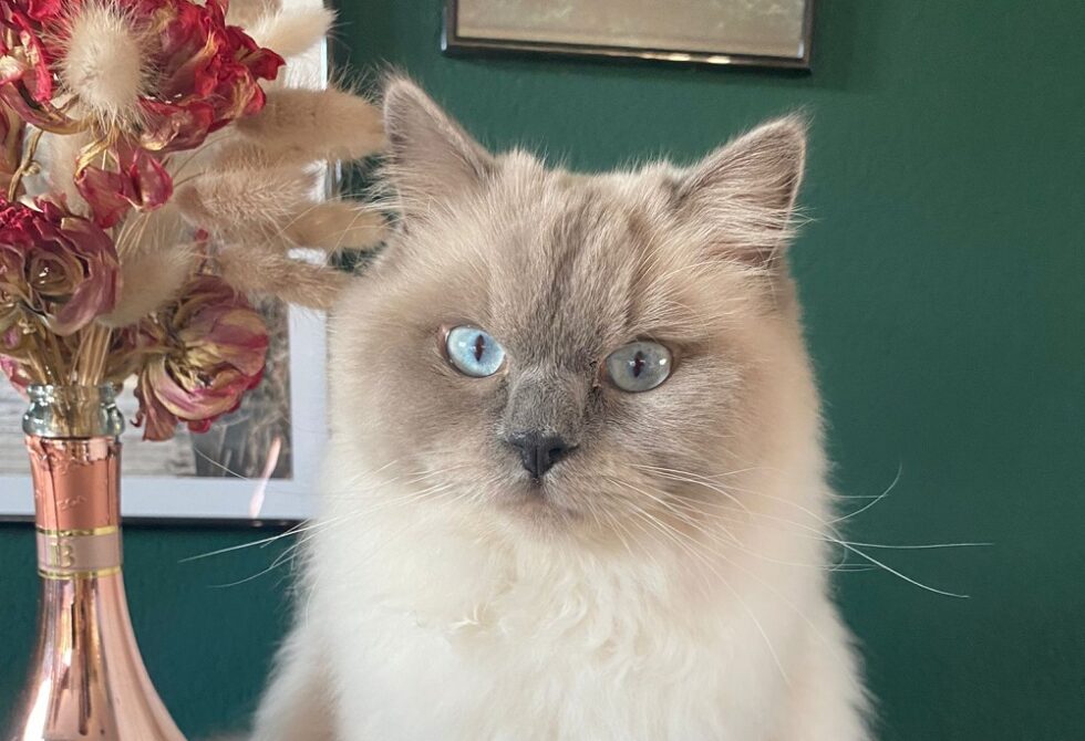 9 Things To Know Before Getting A Cat Kate's K9 Pet Care