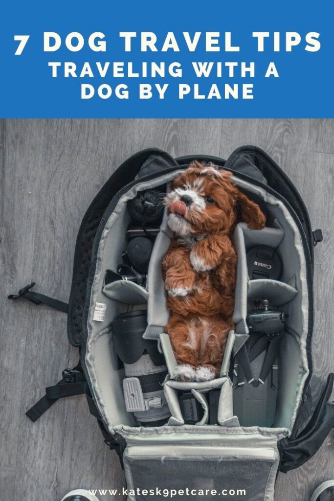 7 Dog travel tips | Traveling with a dog by plane