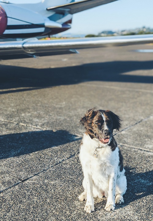 Dog at airfield with airplane in the background.