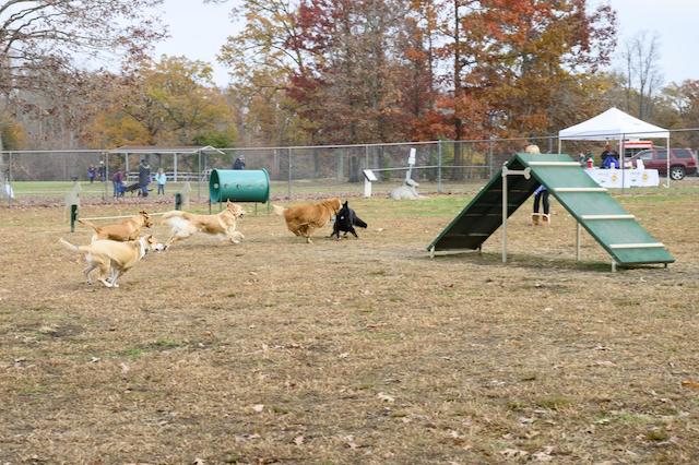 A photo of dogs playing at Turkey Hill Dog Park