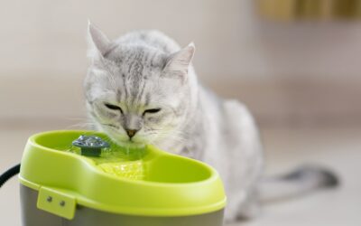 Cat & dog water fountain | Advantages, choosing & maintenance
