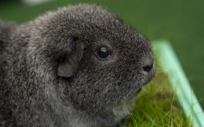 Rex Guinea Pig: Care, Diet, Personality & More