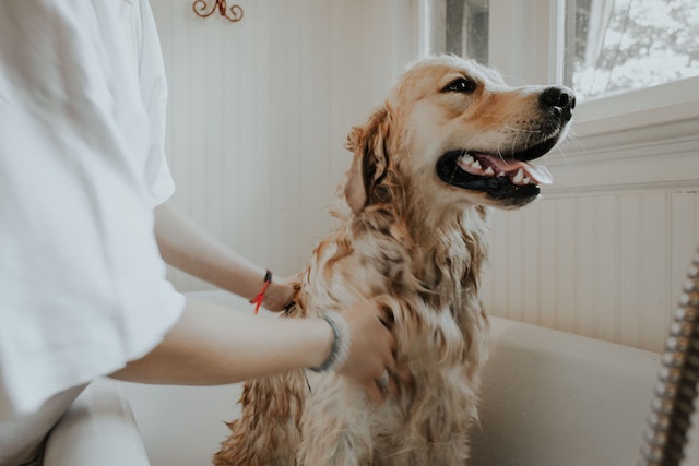 A person grooming a dog