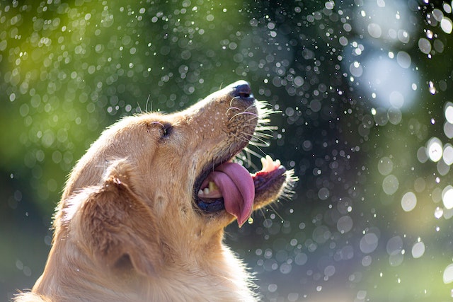 A dog being sprinkled with water