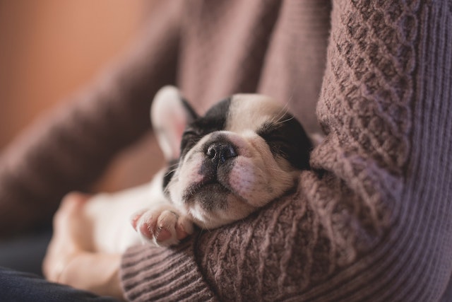 A person holding a pup