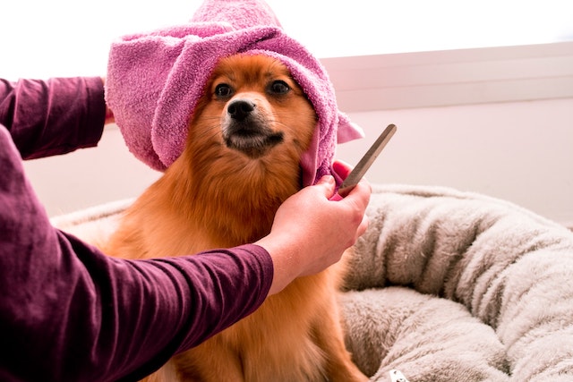 A dog with a pink towel over its head