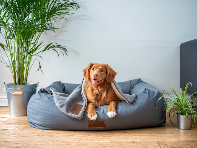 A dog sitting down on a bean bag