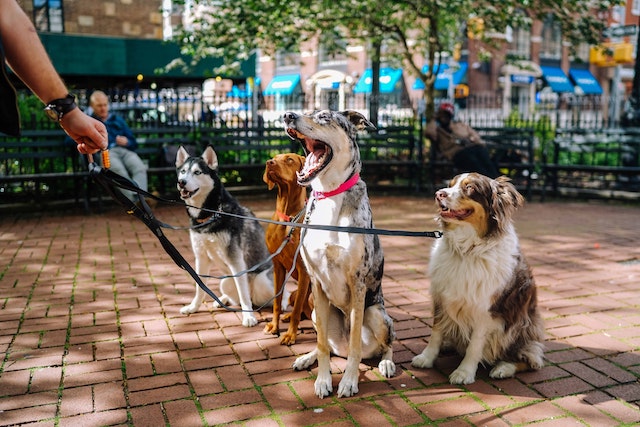 Dogs at the dog park