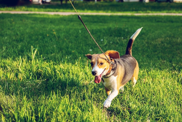 A dog walking in the park 