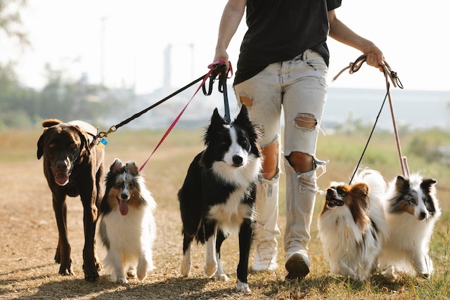 Good places to take your dog outlet for a walk near me