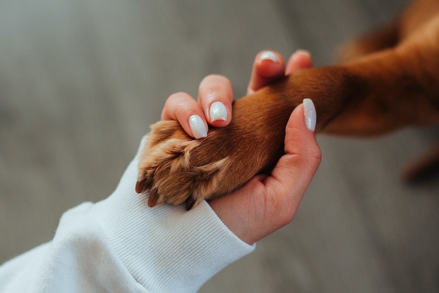 A lady holding a dogs paw