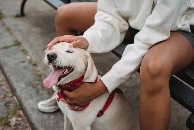 A lady petting a dog