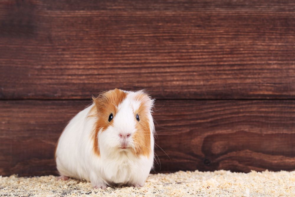 Best Small Animal Pet Sitting Kate's K9 Pet Care