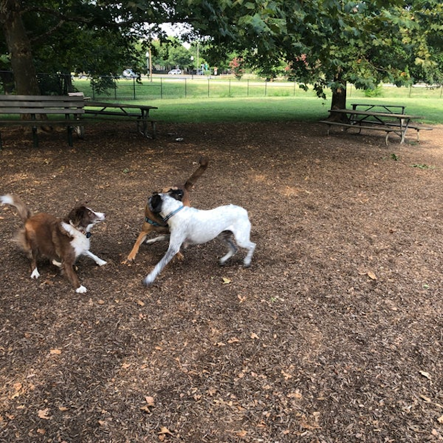 Duke Street Dog Park